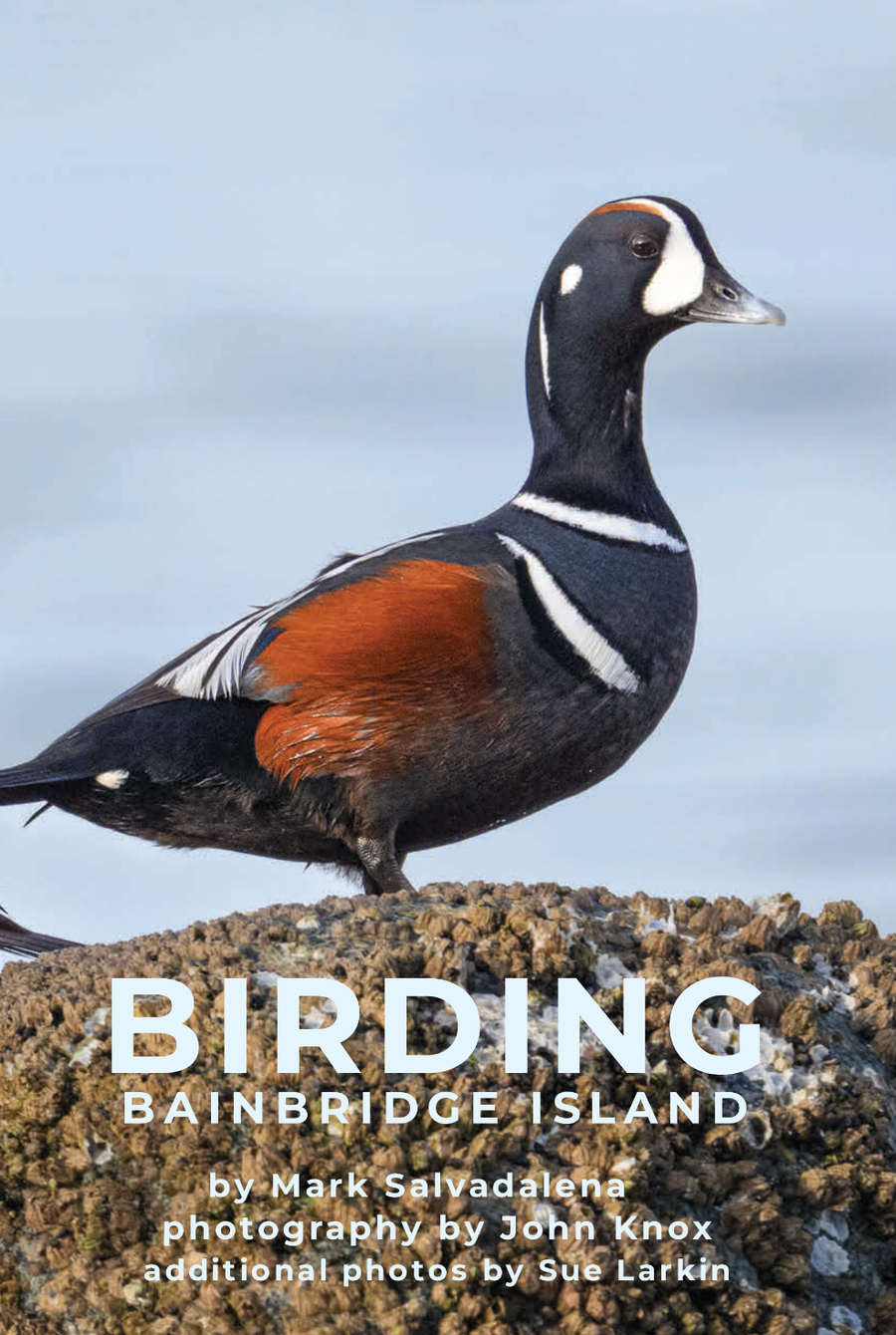 BIRDING BAINBRIDGE ISLAND